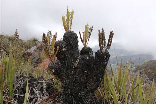 Imagem de Lomariocycas aurata (Fée) Gasper & A. R. Sm.