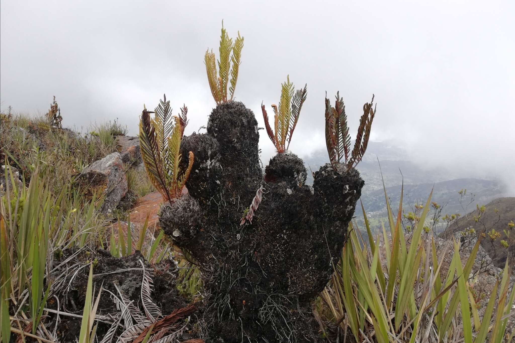 Image of Lomariocycas aurata (Fée) Gasper & A. R. Sm.