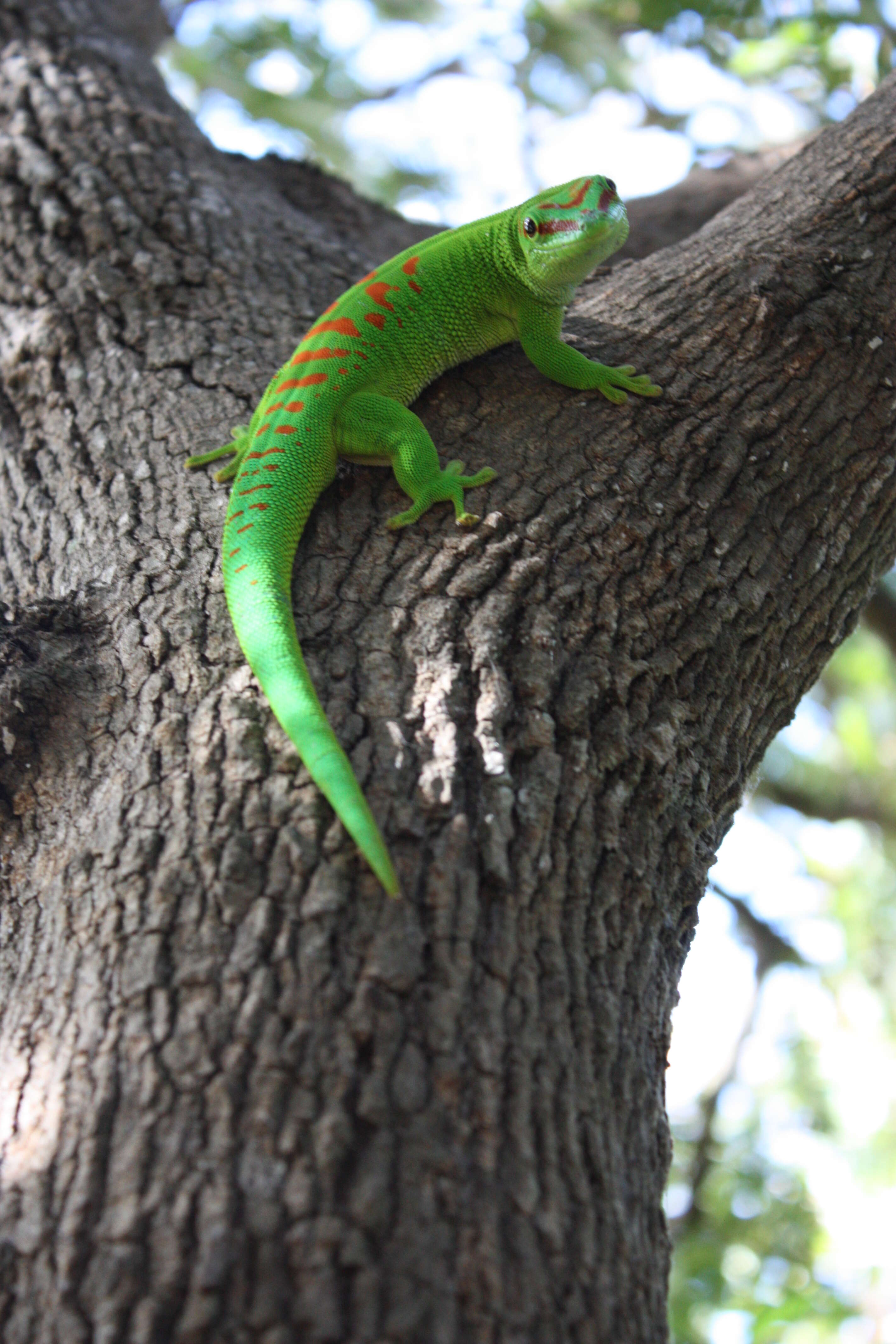 Phelsuma madagascariensis Gray 1831 resmi