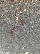 Image of Black-banded Coral Snake