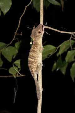 Uroplatus henkeli Böhme & Ibisch 1990 resmi