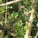 Image of Aechmea gracilis Lindm.