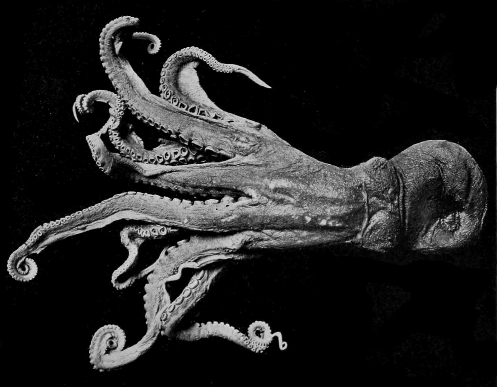 Image de Enteroctopus Rochebrune & Mabille 1889