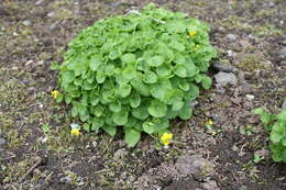 Image of arctic yellow violet