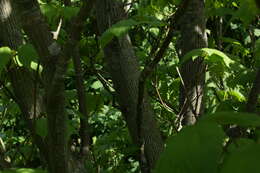 Image of Striped Maple