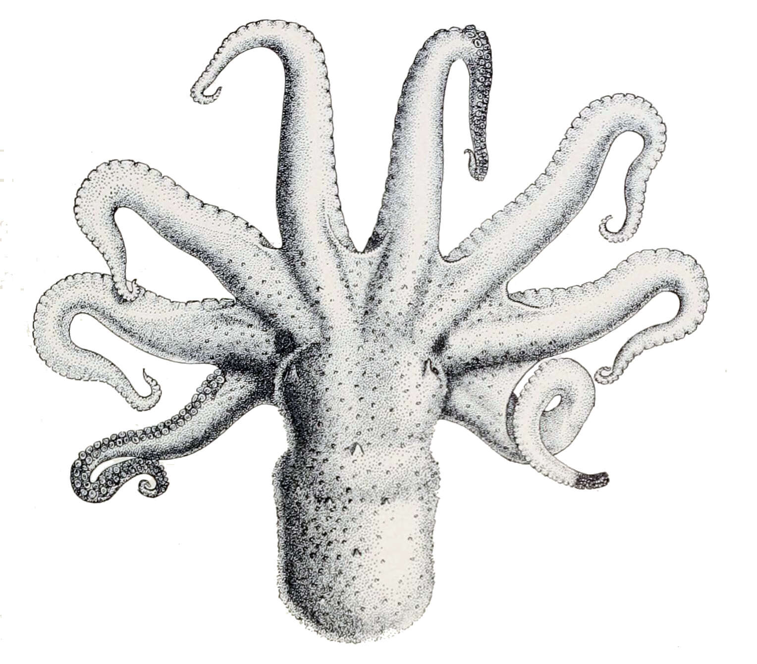 Image of California two-spot octopus