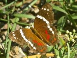 Image of Banded Peacock