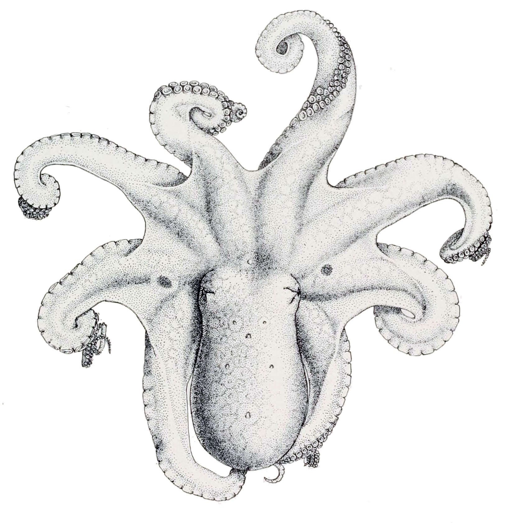 Image of California two-spot octopus