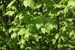 Image of Striped Maple