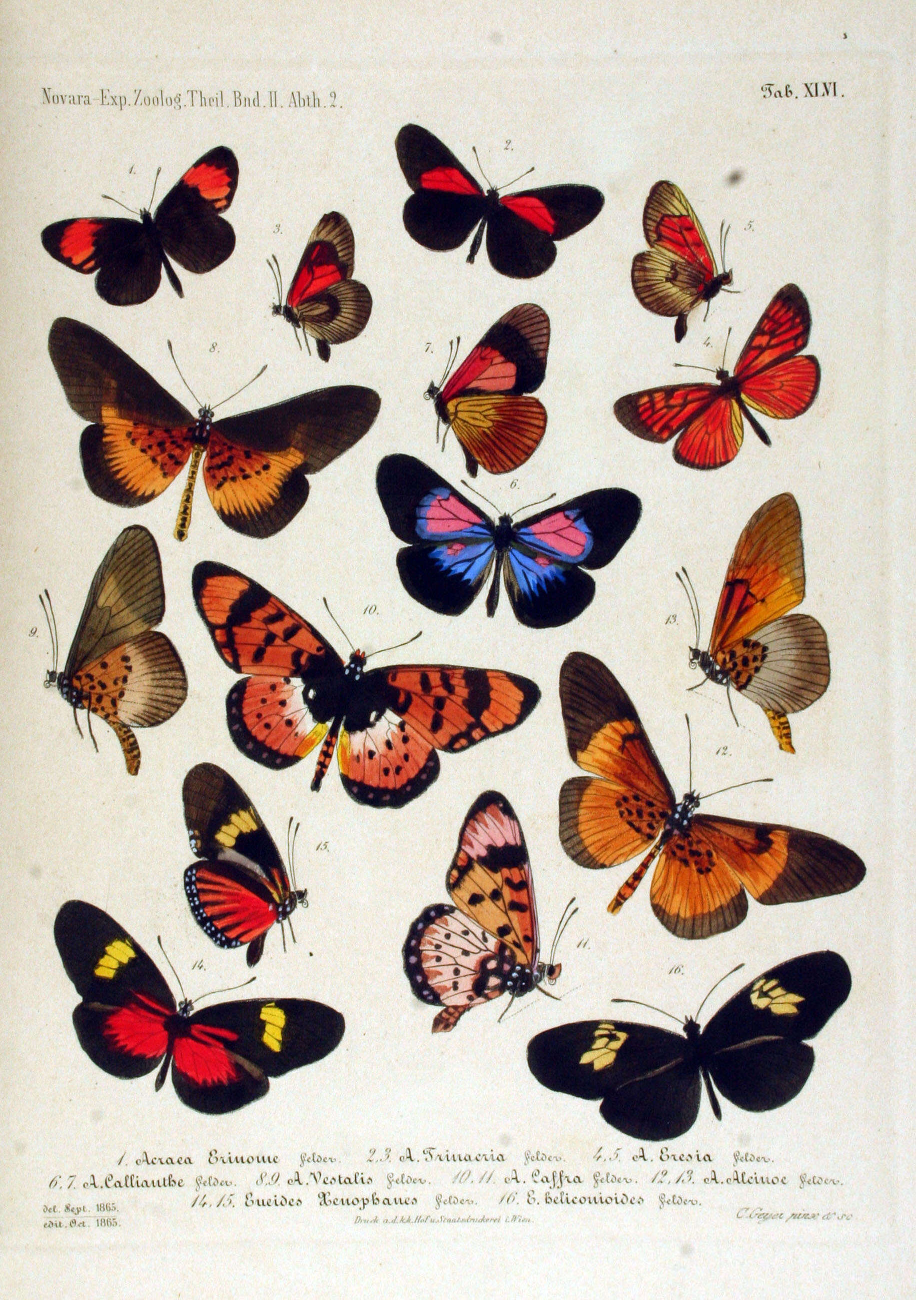 Image of Bematistes vestalis Felder 1865