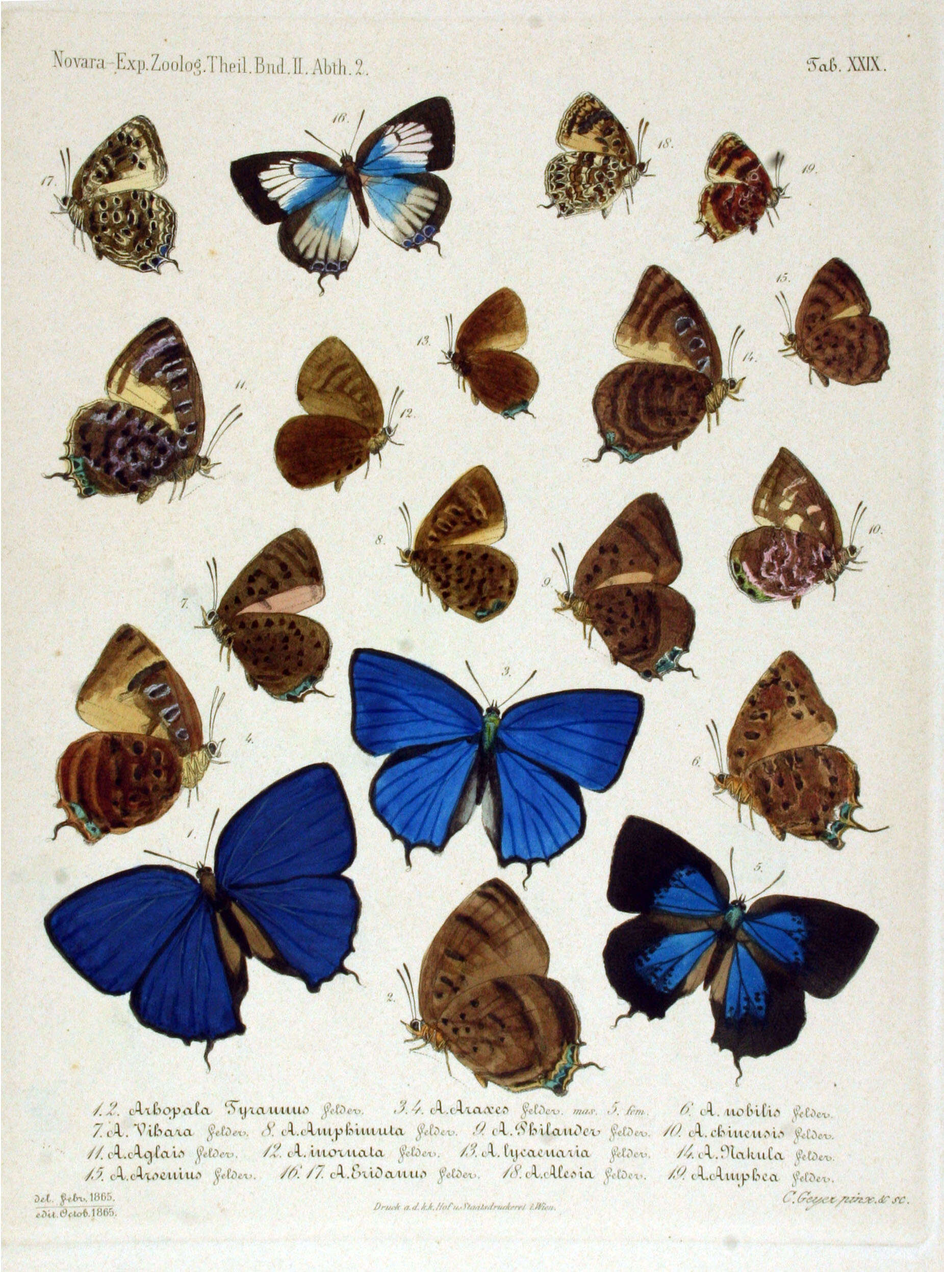 Plancia ëd Arhopala nobilis (Felder 1860)