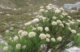 Image of Pointy Blombush