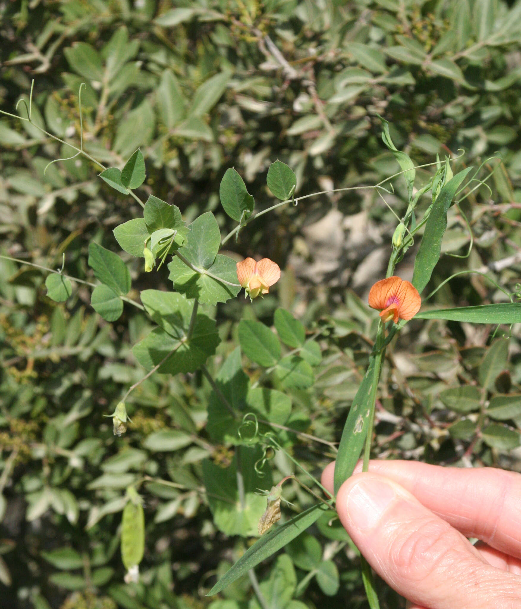 Imagem de Lathyrus blepharicarpus Boiss.