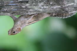 Image of Indian palm squirrel