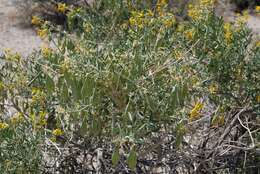 Image of Cleomella arborea var. angustata (Parish) J. C. Hall & Roalson