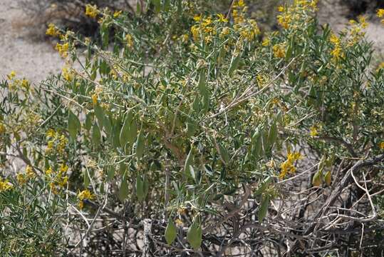 Cleomella arborea var. angustata (Parish) J. C. Hall & Roalson的圖片