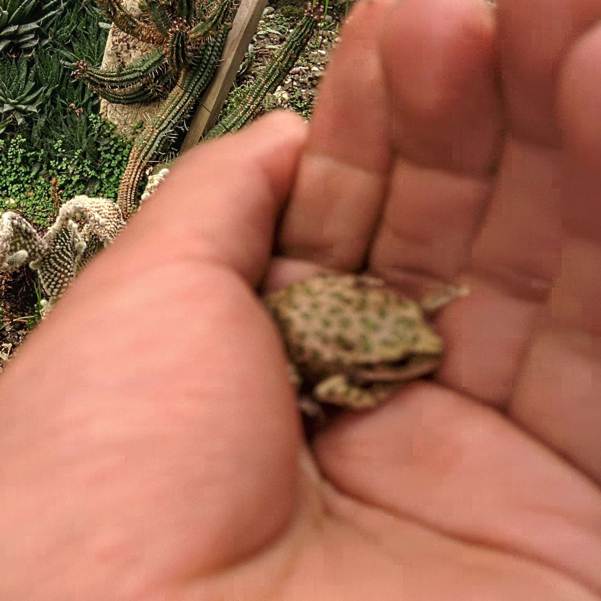 صورة Gastrotheca marsupiata (Duméril & Bibron 1841)