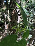 Sivun Gonolobus suberosus var. granulatus (Scheele) Krings & Q. Y. Xiang kuva