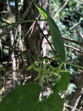 صورة Gonolobus suberosus var. granulatus (Scheele) Krings & Q. Y. Xiang