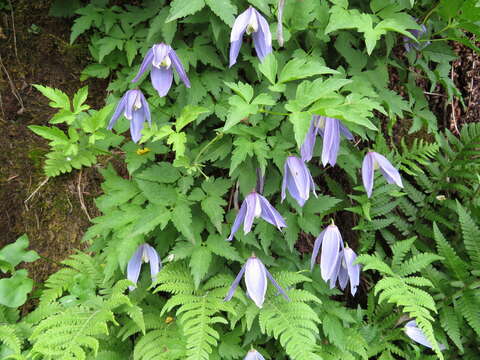 Image of alpine clematis