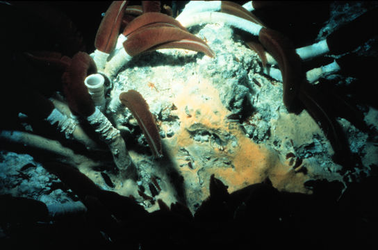 Image of Hydrothermal Vent Worm