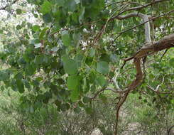 Image of Eucalyptus baueriana subsp. thalassina Rule