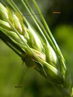 Image of Ergot