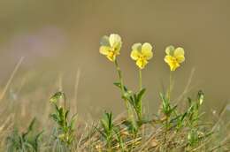 Image of yellow calamine violet