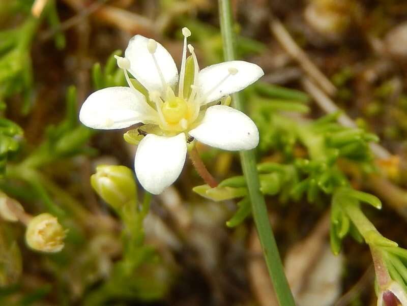 Слика од Moehringia ciliata (Scop.) Dalla Torre