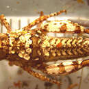 Image of Sigaus minutus Bigelow 1967