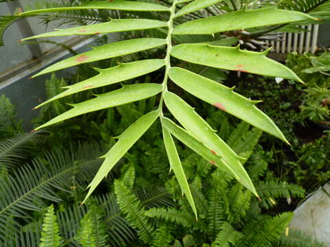 Image of Mombasa Cycad