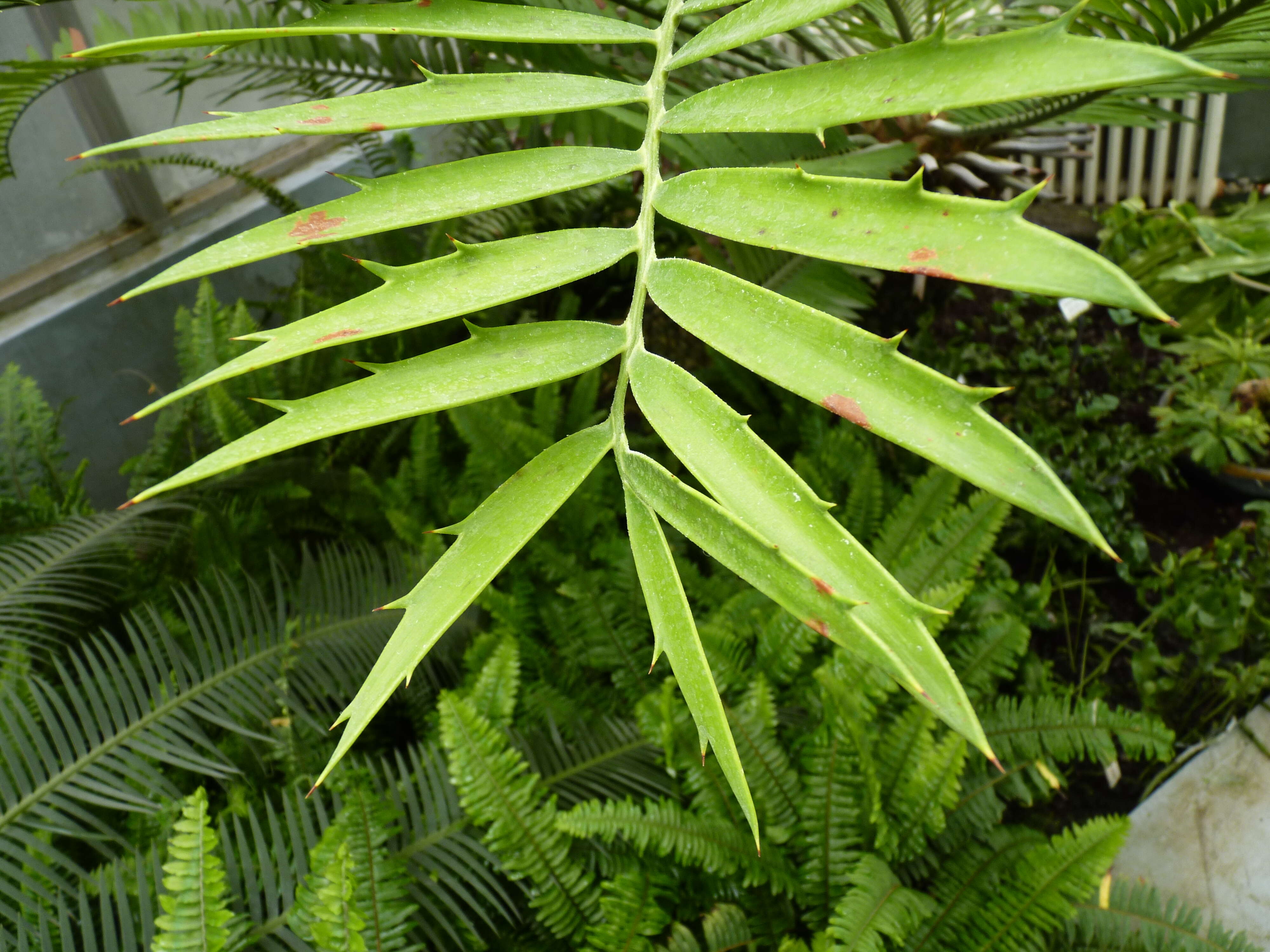 Image of Mombasa Cycad