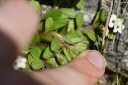 Imagem de Myosotis lyallii subsp. elderi (L. B. Moore) Meudt & Prebble