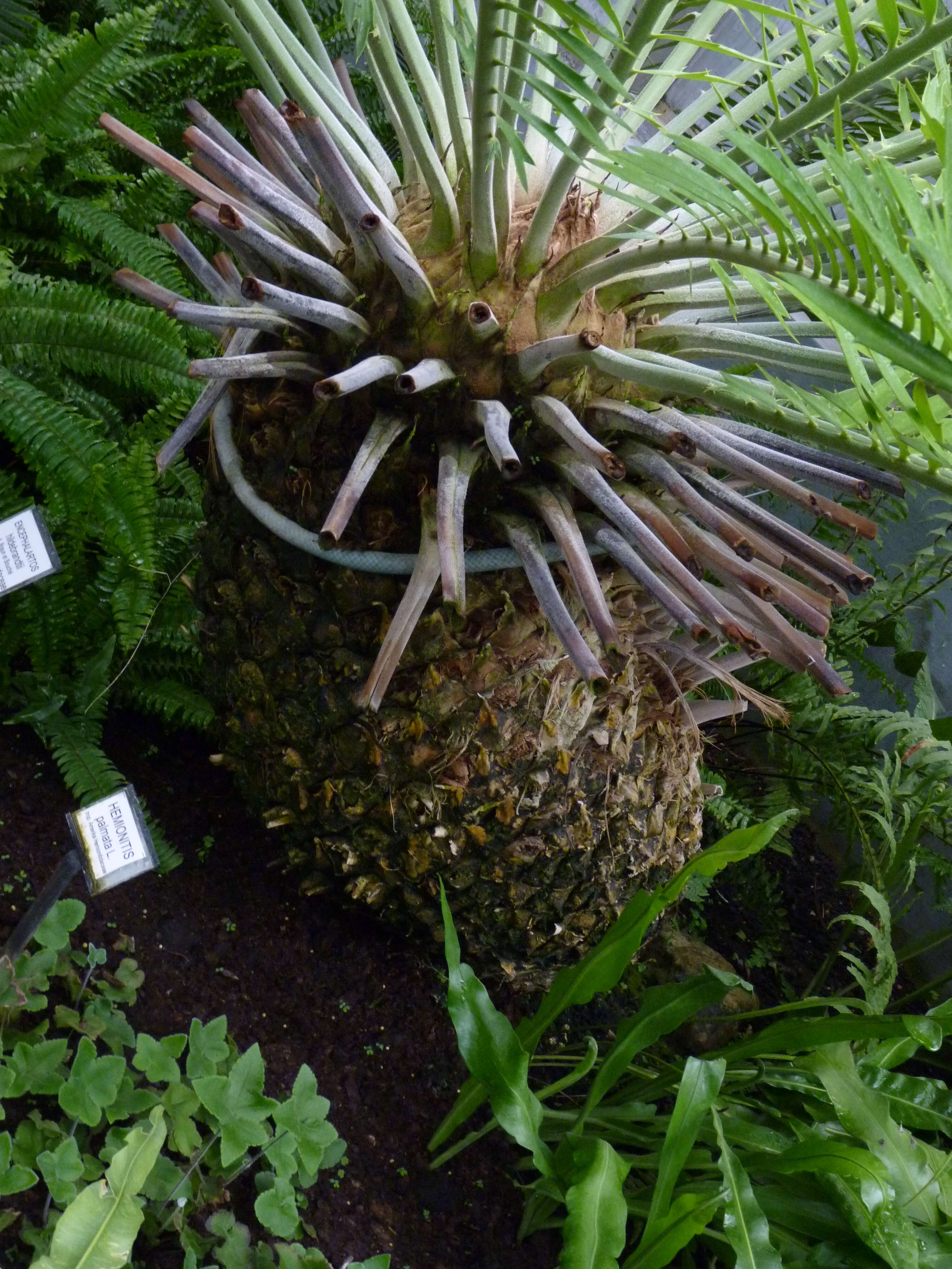 Image of Mombasa Cycad