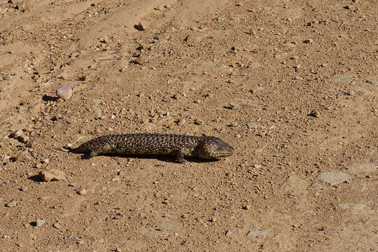 Image of Tiliqua rugosa aspera Gray 1845