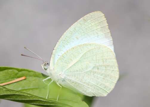 Image of Mottled Emigrant