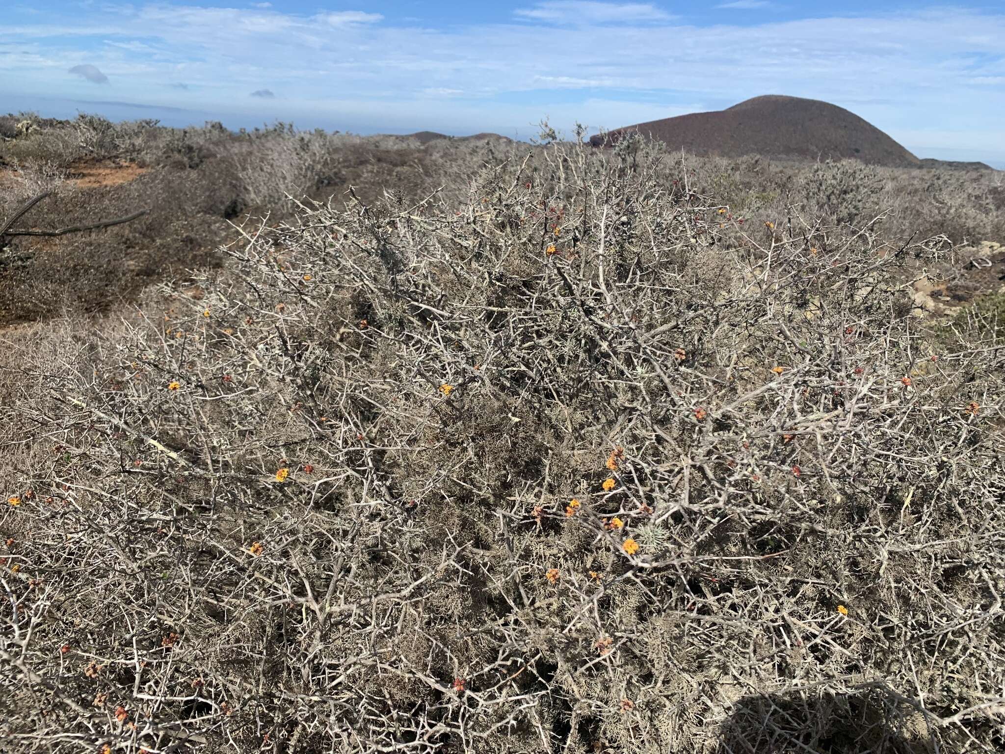 Image of Ribes tortuosum Benth.