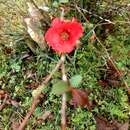 Image of Japanese Quince