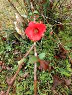 Image of Japanese Quince