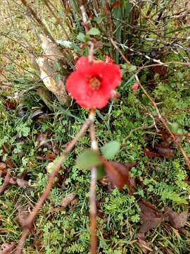 Chaenomeles speciosa (Sweet) Nakai的圖片