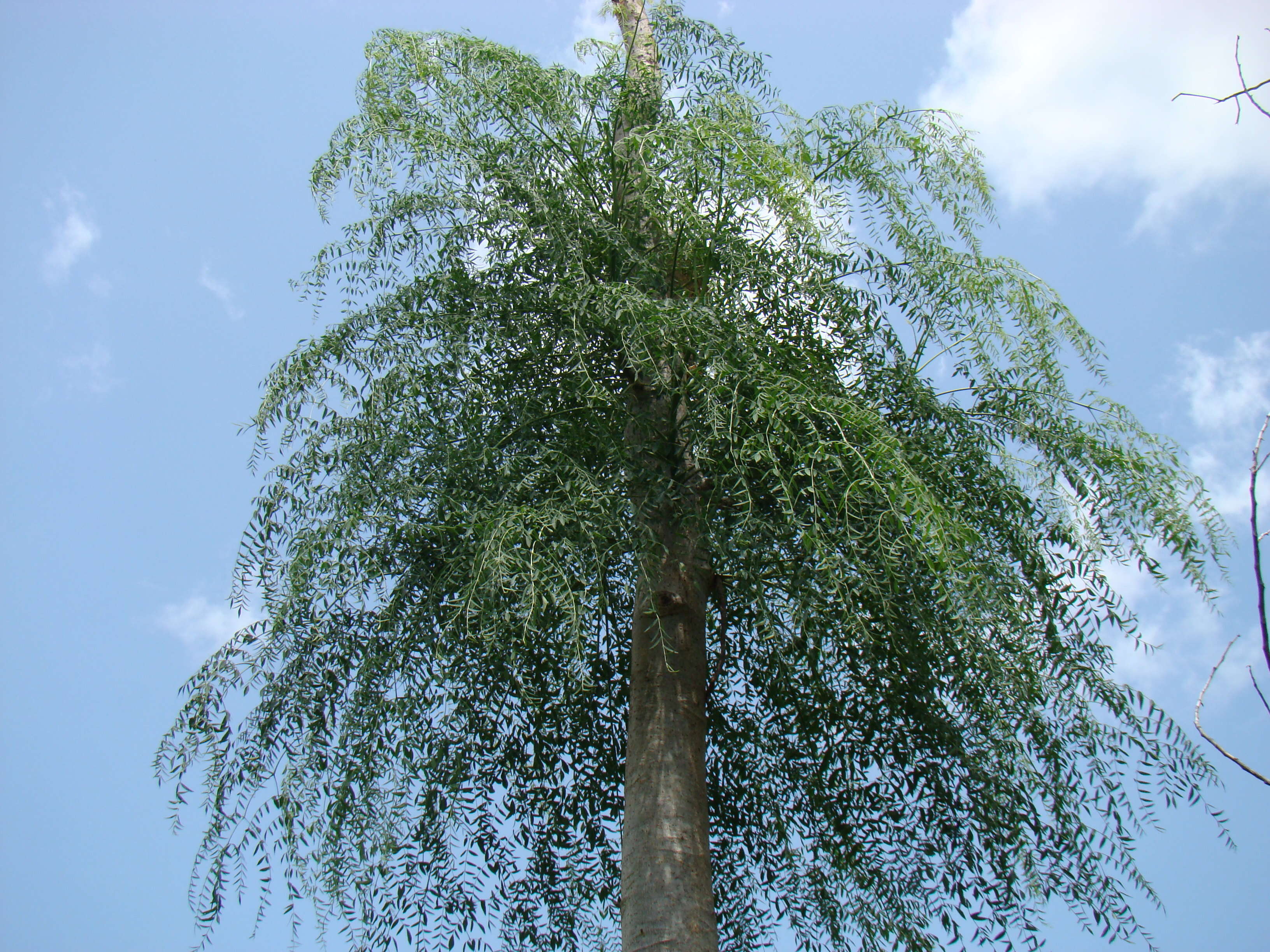 Image of Bottle Tree