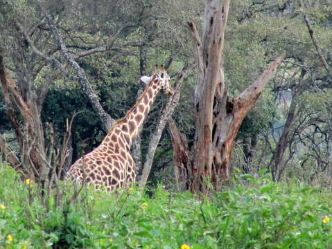 Image of Giraffa camelopardalis rothschildi