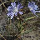 Image of blue lettuce