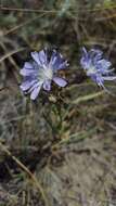 Image of blue lettuce