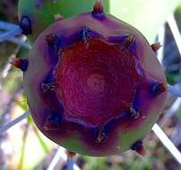 Opuntia rioplatense resmi