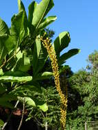 Image of Lophanthera lactescens Ducke