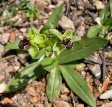 Image of Bumblebee orchid