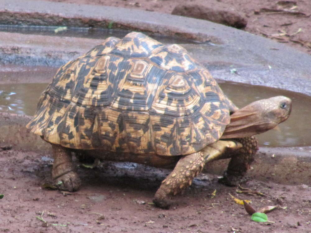 Image of Stigmochelys