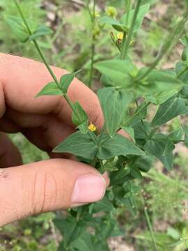 Plancia ëd Hypericum gymnanthum Engelm. & A. Gray