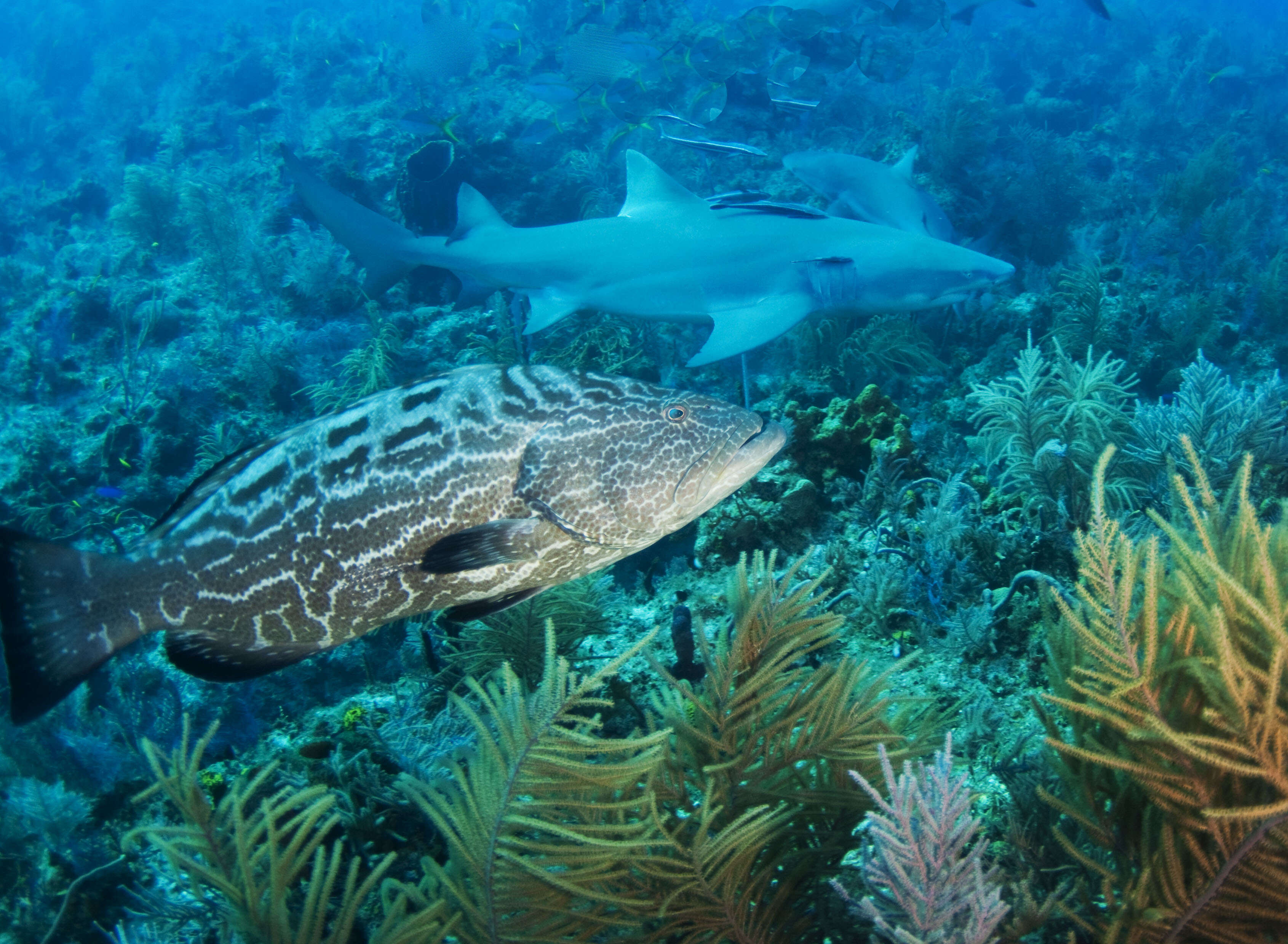 Image of Nassau Grouper